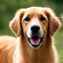 ゴールデンレトリバーのレオくん