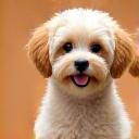 トイプードルのココちゃん